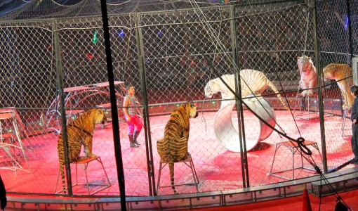 Colima-probibe-circos-animales-01