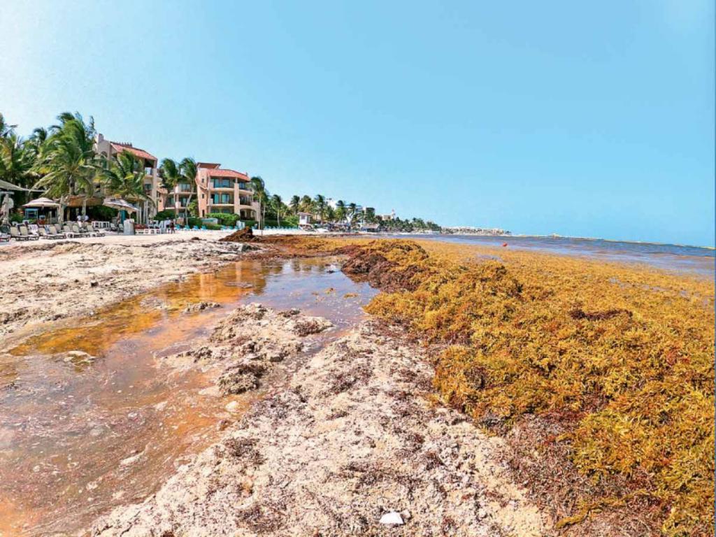 Mal manejo de sargazo eleva daño ecológico y a la salud Diario La Voz