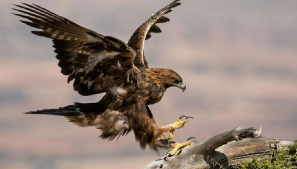 Aguila real mexicana declarada en peligro de extinción - Diario La Voz del  Sureste