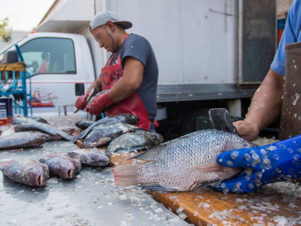 Hallan plásticos en pescados desde BCS hasta Veracruz 