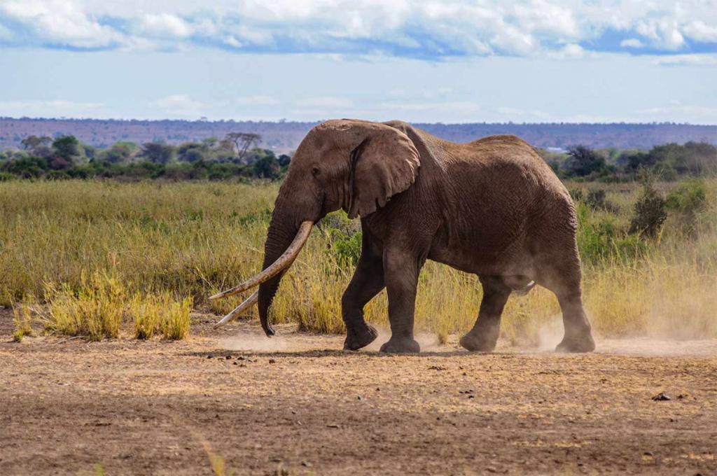 Muere Uno De Los Ltimos Elefantes Con Colmillos Gigantes Diario La